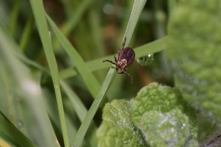 Just Hang On A Tick, We May Be Able To Help! | News, Sports, Jobs - Vimarsana News