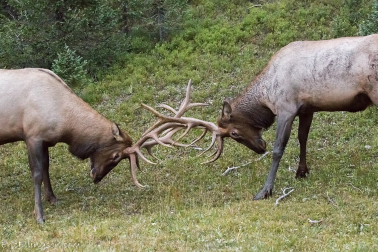 Explaining The Rut | News, Sports, Jobs - Post Journal