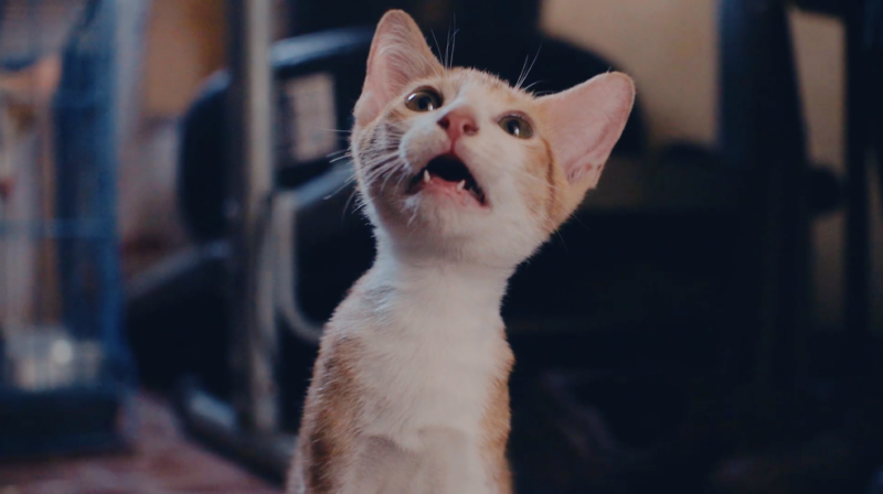 Cat Video Fest 2025 Comes To Reg Lenna Saturday