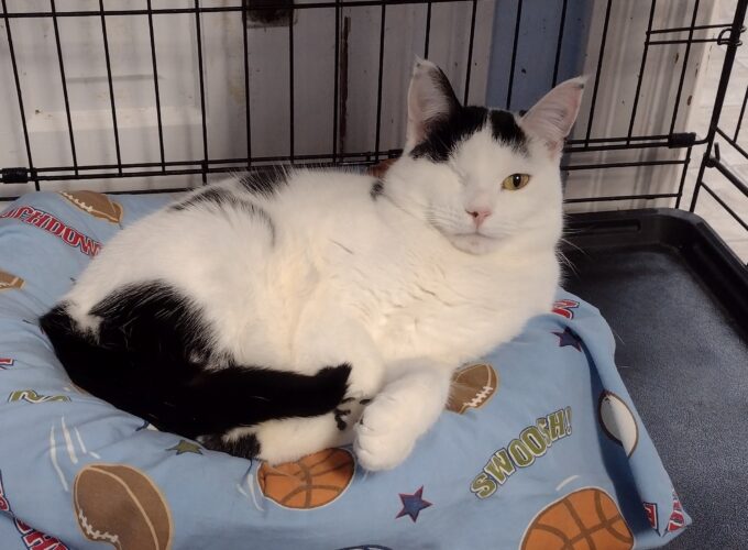 Wendy Is WSCR Cat Of Week
