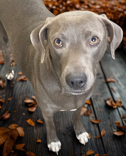 Dove Is NCCR Dog Of Week