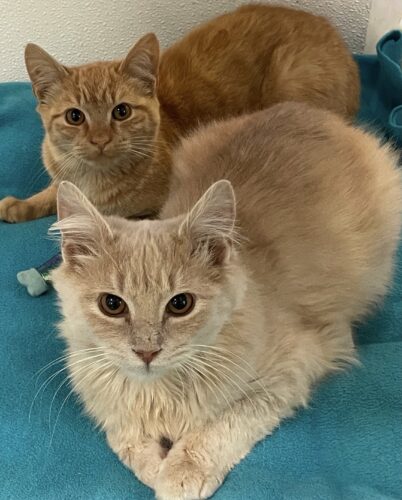 WSCR Names Cats Of Week