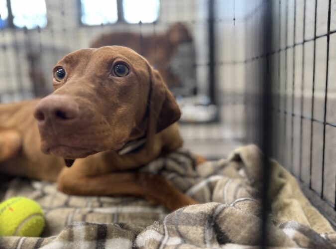 Sinclairville Cruelty Case Leaves Humane Society Overly Full