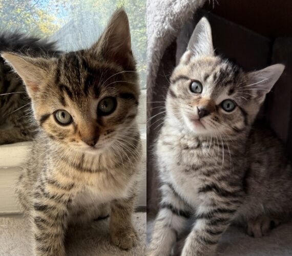 Gus, Gracie Are WSCR Cats Of Week