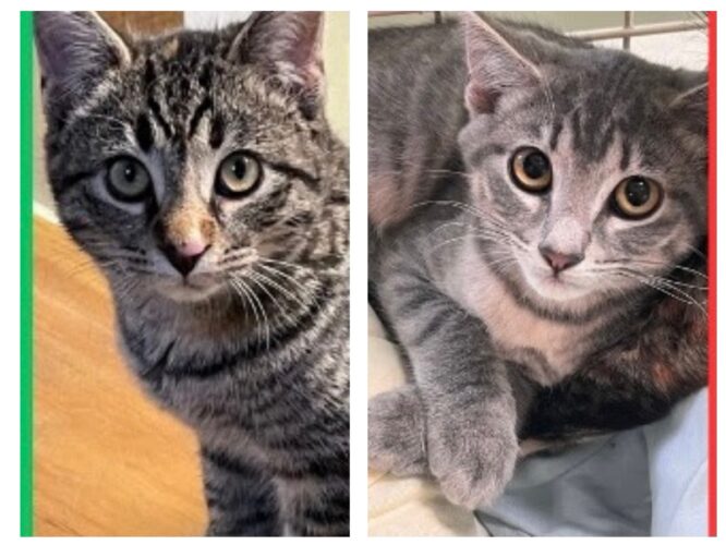 Ezme, Tori Are WSCR Cats Of Week