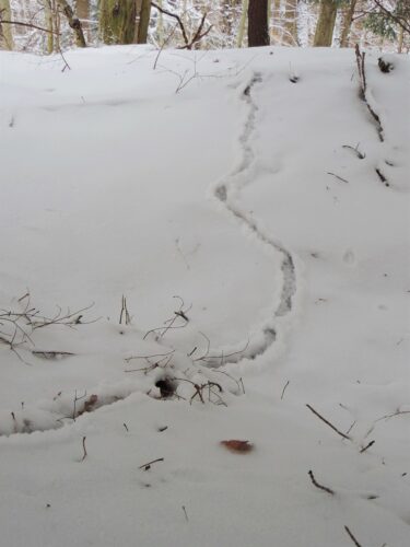 There Is Life Beneath The Snow