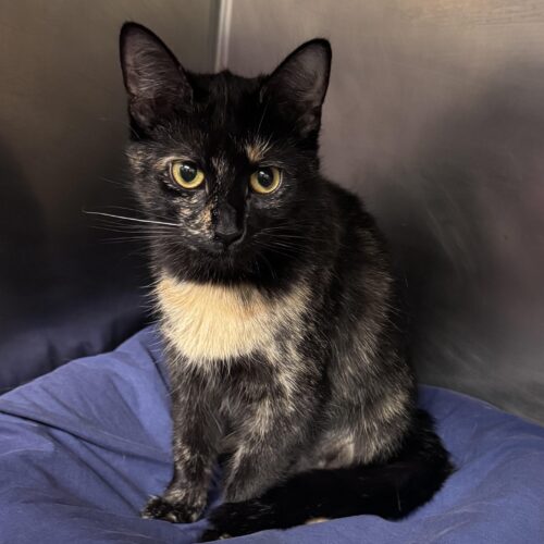 Pets Of The Week: Midnight