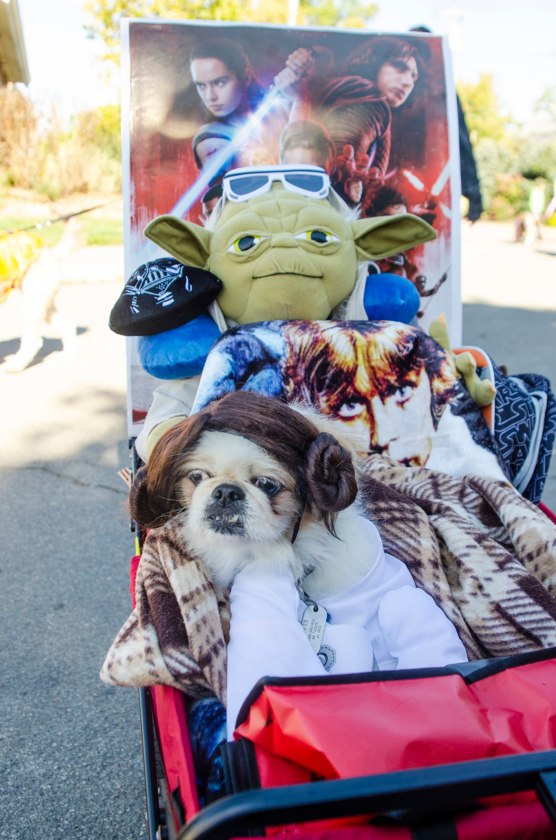 Humane Society’s Pet Expo returns in October