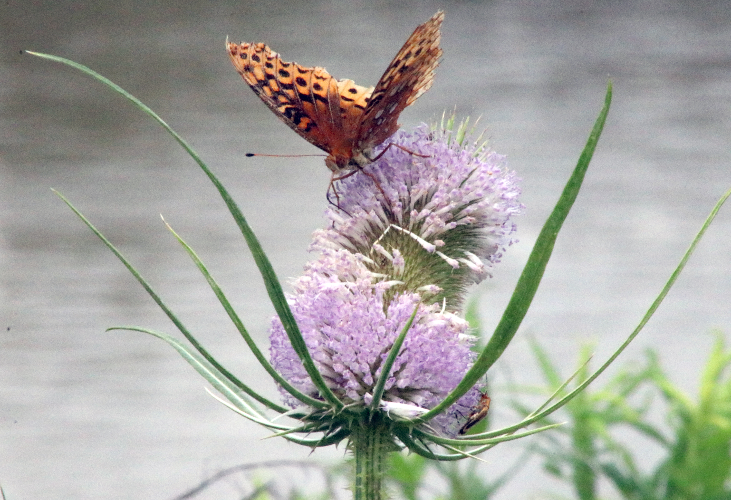 BUTTERFLY FLY AWAY News, Sports, Jobs The Review