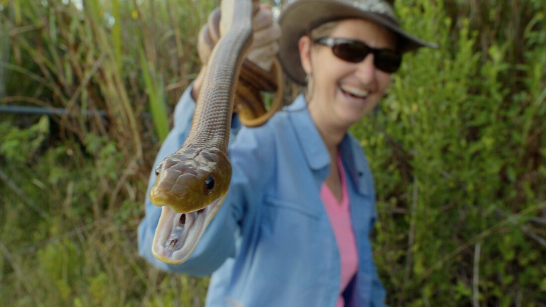 American Conservation Film Festival to return for 21st year | News, Sports, Jobs - Vimarsana News