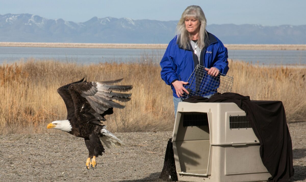 Wildlife rehab center continuing work on temporary facility; Bill Engvall show to raise money | News, Sports, Jobs - Vimarsana News