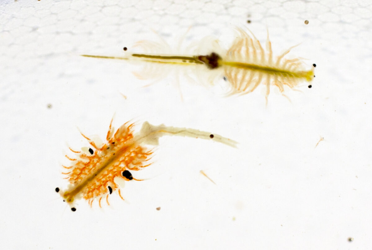 Brine shrimp forecast for Great Salt Lake looks good, state officials say | News, Sports, Jobs - Vimarsana News