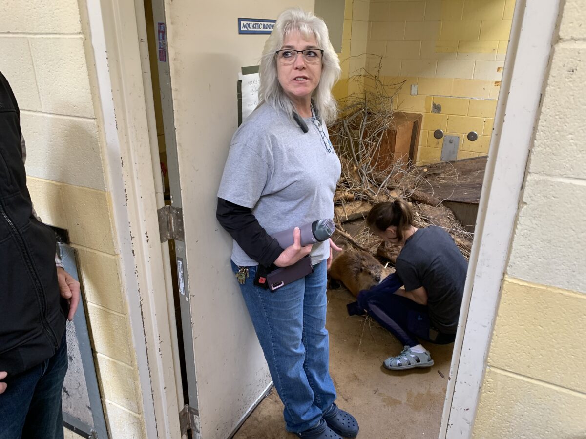 Mayor hopefuls discuss Ogden's handling of wildlife rehabilitation center | News, Sports, Jobs - Vimarsana News