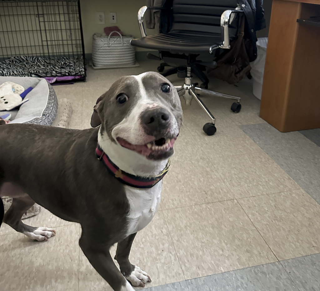America's animal shelters are overcrowded with pets from families facing economic and housing woes | News, Sports, Jobs - Vimarsana News