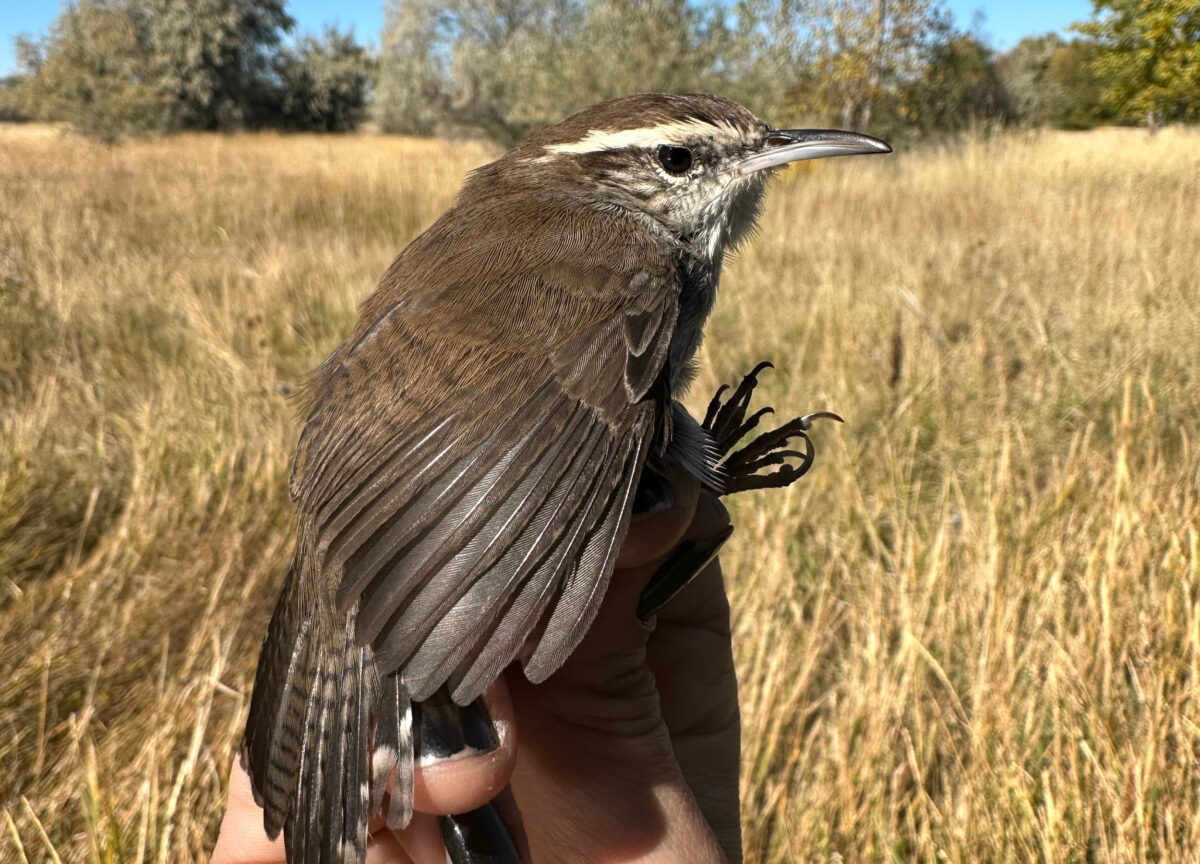 Tracking station for flying animal species installed at Ogden Nature Center | News, Sports, Jobs - Vimarsana News