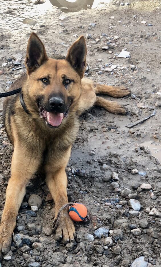 Roy City Police Department retires K-9 officer after 5 years of service | News, Sports, Jobs - Vimarsana News