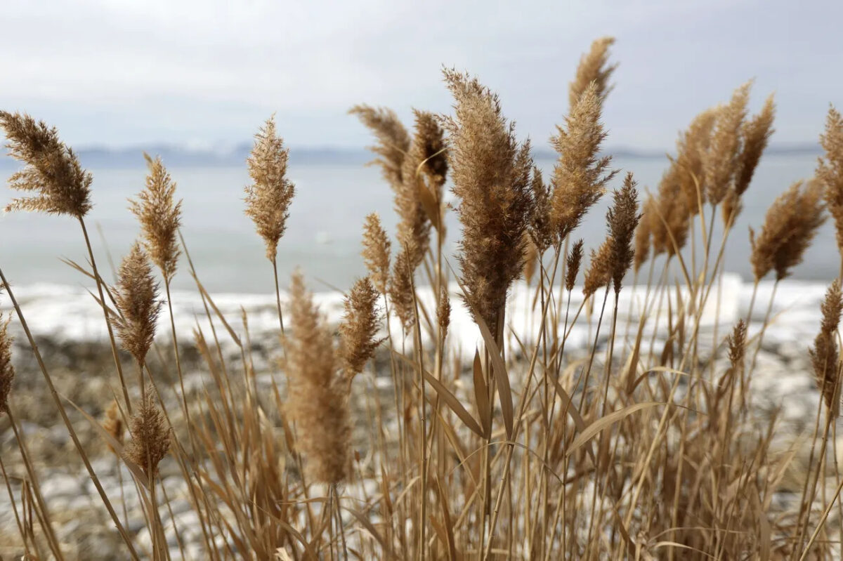 Invasive phragmites are needlessly sucking water out of Great Salt Lake | News, Sports, Jobs - Vimarsana News