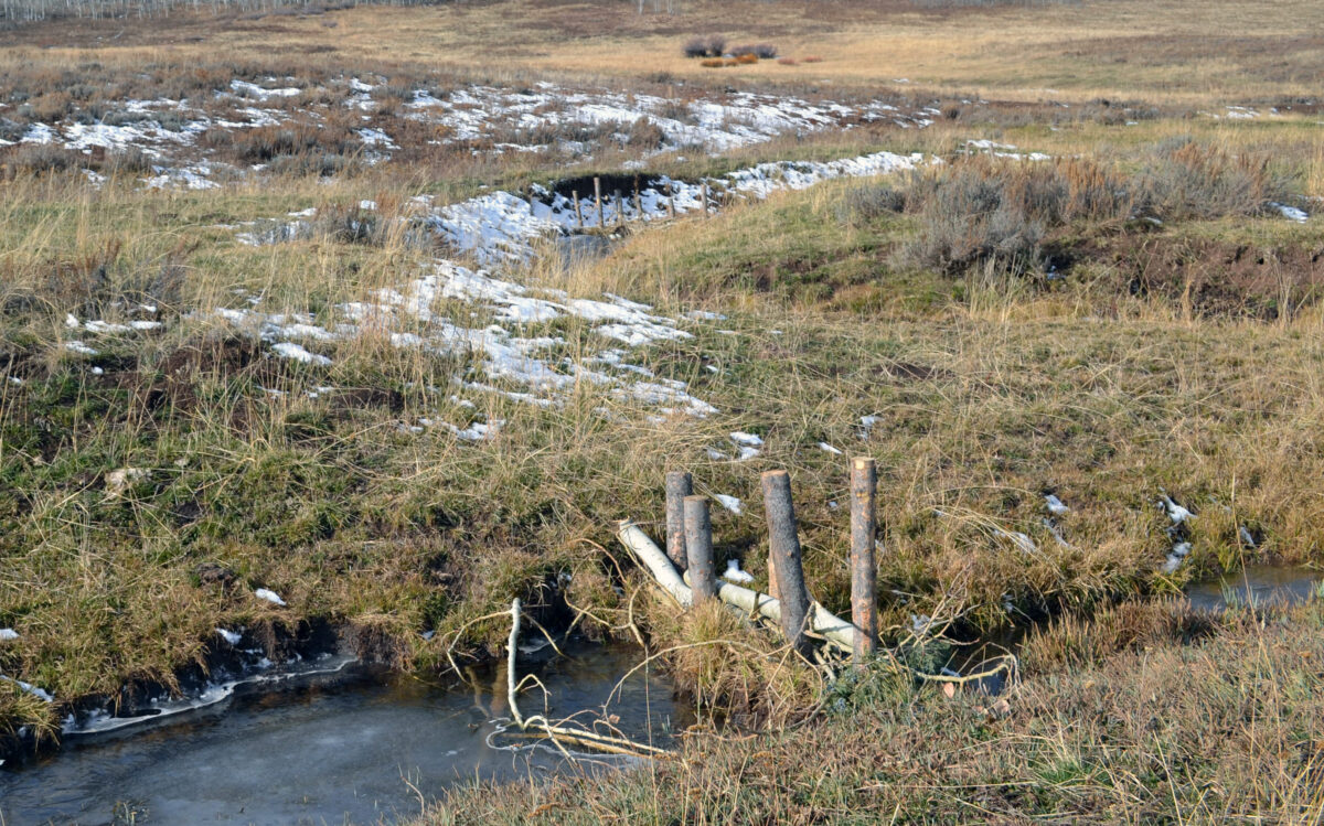 Utah DWR seeking to restore stream habitat with beaver dam analogs | News, Sports, Jobs - Vimarsana News