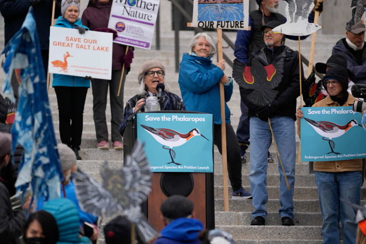 How a tiny bird could trigger a federal response on Great Salt Lake | News, Sports, Jobs - Vimarsana News