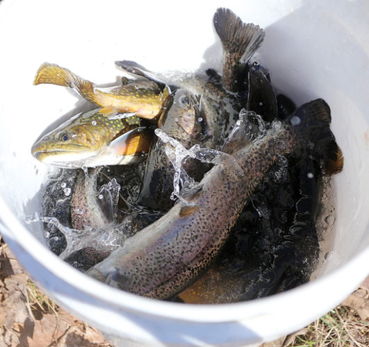 Group ensures trout populations thrive | News, Sports, Jobs - Williamsport Sun-Gazette - Vimarsana News