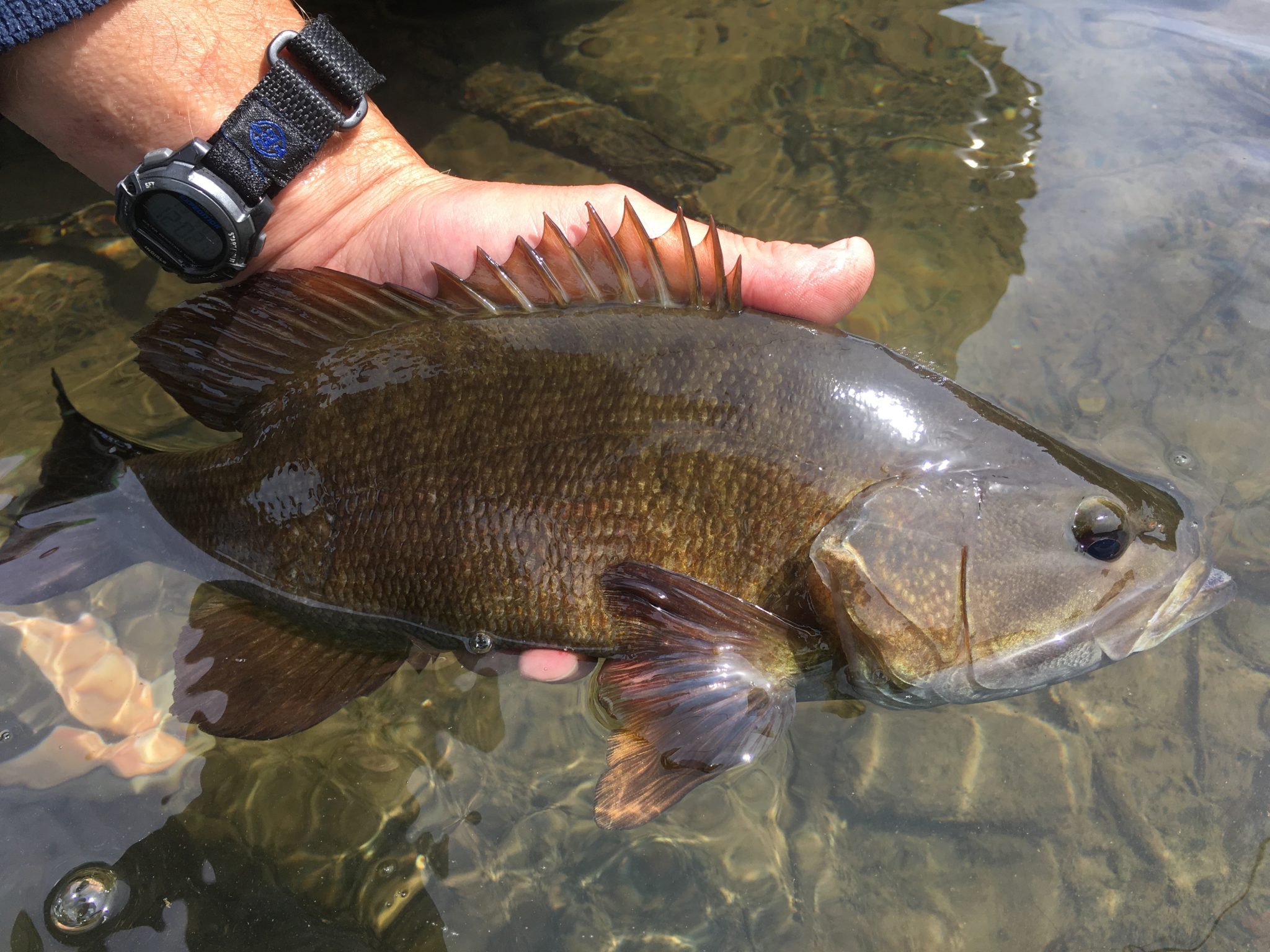 susquehanna bait and tackle