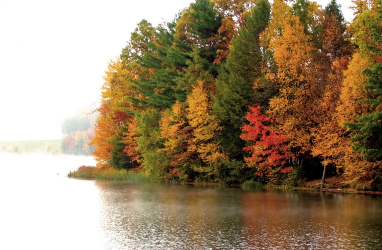 Penn's Woods: Region's trees to put on a show this fall | News, Sports, Jobs - Vimarsana News