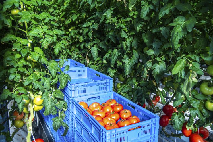 Indoor farmer AppHarvest starts shipping tomatoes | News, Sports, Jobs - Vimarsana News