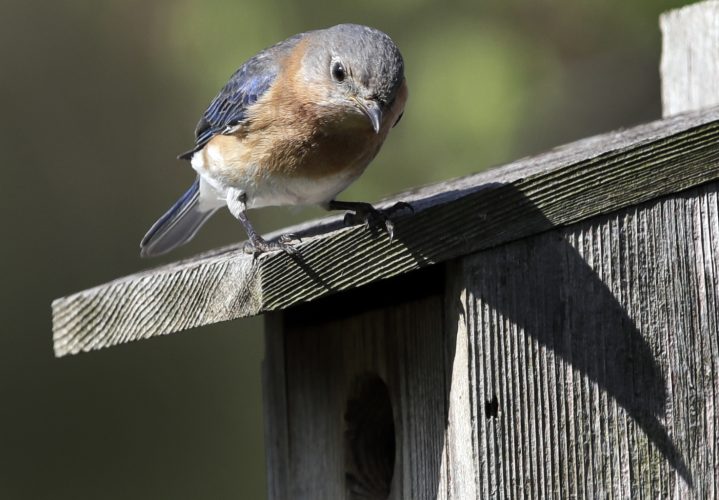 Nesting boxes can help bring songbirds to your backyard | News, Sports, Jobs - Vimarsana News
