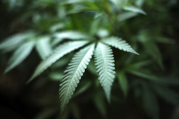 Legalizing marijuana gets first GOP sponsor in Pennsylvania | News, Sports, Jobs - Vimarsana News