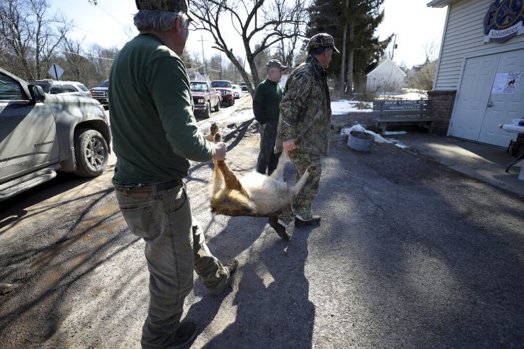 Coyote hunts in Pennsylvania debated | News, Sports, Jobs - Williamsport Sun-Gazette - Vimarsana News