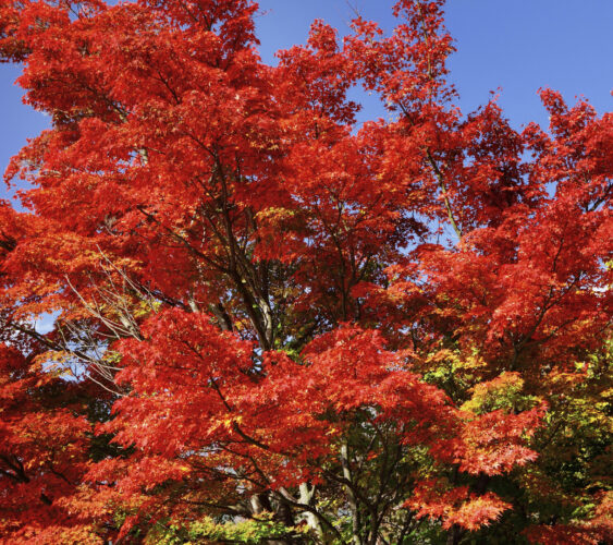 Loyalsock Township officials set rules, schedule for leaf pick ups | News, Sports, Jobs - Vimarsana News