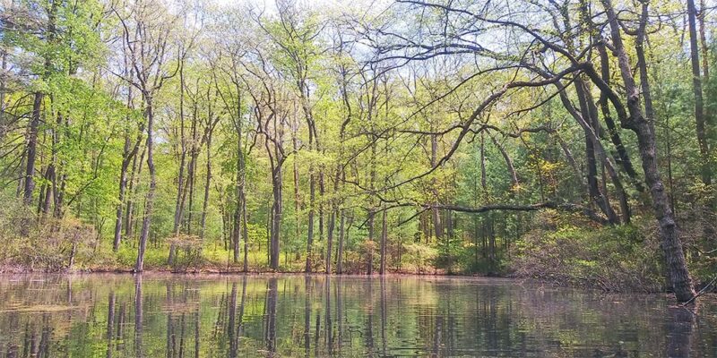 Wetlands in the spring are enjoyable spots to visit | News, Sports, Jobs - Vimarsana News