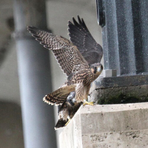 A look at bringing peregrine falcons back to PA after DDT effects | News, Sports, Jobs - Vimarsana News