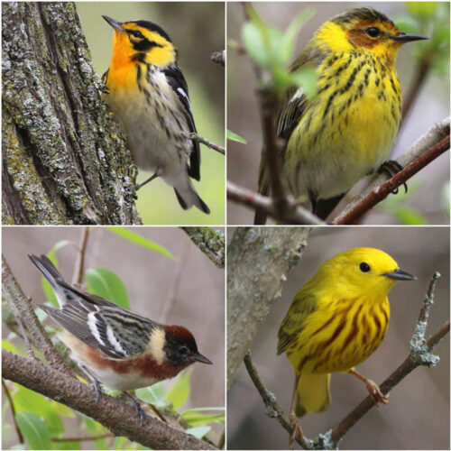 With summer approaching, warblers are out to be seen, heard | News, Sports, Jobs - Vimarsana News