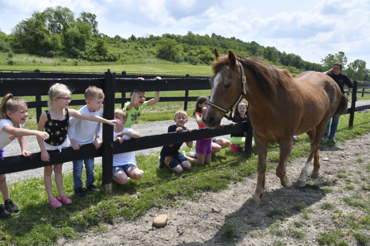 Horses that heal: Western Pa. elementary students engage in equine therapy experience | News, Sports, Jobs - Vimarsana News