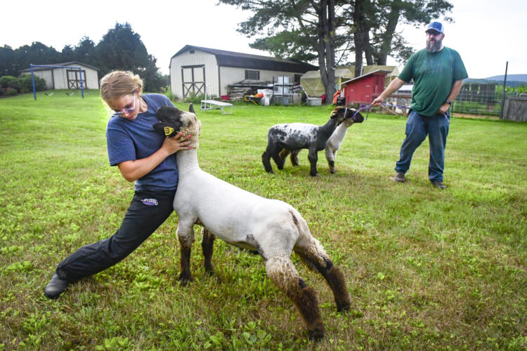 Preparation for showing animals begins well before the start of the Lycoming County Fair | News, Sports, Jobs - Vimarsana News