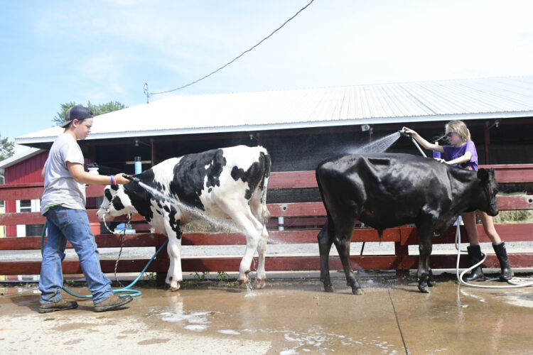 4-H members bring livestock to Lycoming County Fair | News, Sports, Jobs - Vimarsana News