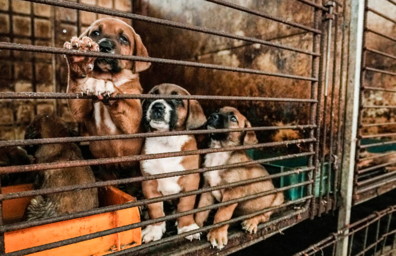 South Korean dog meat farmers push back against growing moves to outlaw their industr | News, Sports, Jobs - Vimarsana News