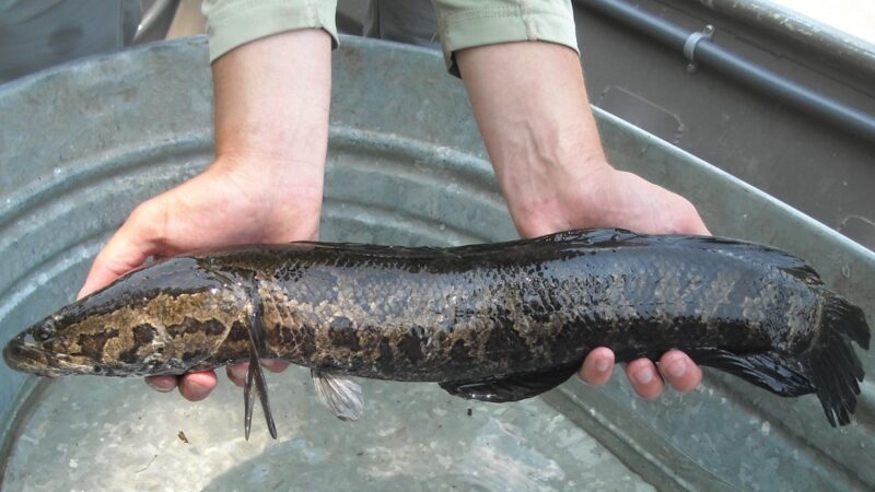 State advises anglers to report and dispose of invasive Snakehead fish | News, Sports, Jobs - Vimarsana News