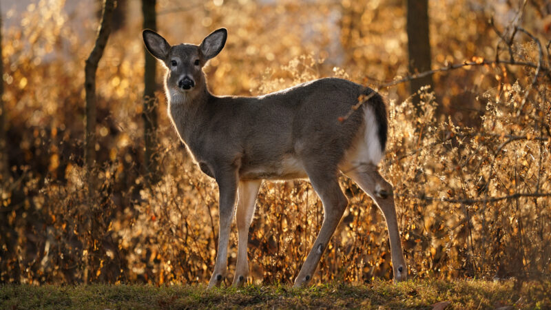 Deer season is now open for Pennsylvania hunters | News, Sports, Jobs - Vimarsana News