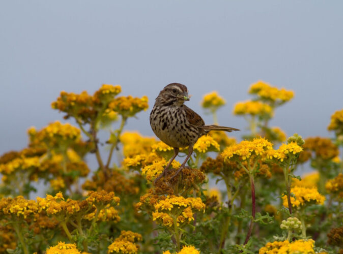 Plenty of colorful, loud birds inhabit your backyard to watch | News, Sports, Jobs - Vimarsana News