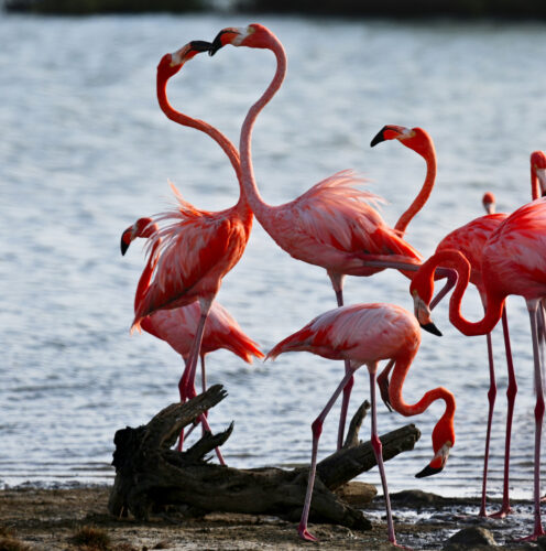 A flamingo in Pennsylvania? Yes indeed | News, Sports, Jobs - Williamsport Sun-Gazette - Vimarsana News