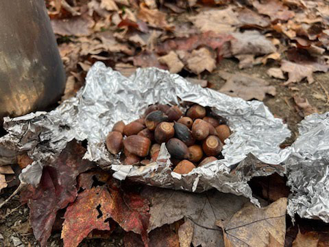 Finding acorns provides kids with an outdoor adventure | News, Sports, Jobs - Vimarsana News