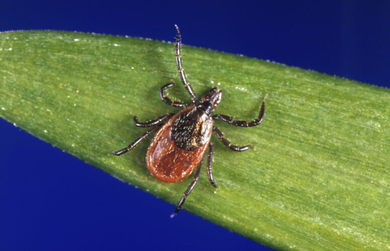 'No easy solution': Pa. leads the nation for Lyme disease cases; development in forests boosts the risk | News, Sports, Jobs - Vimarsana News