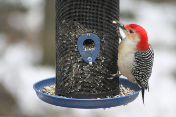 One way to help birds this winter? Clean the feeders | News, Sports, Jobs - Vimarsana News