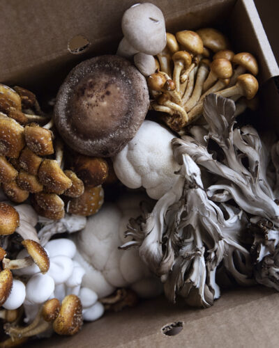 Mushrooms: An indoors project | News, Sports, Jobs - Williamsport Sun-Gazette - Vimarsana News