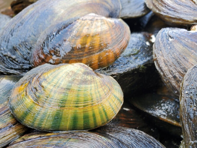 Collaborative grant award to restore freshwater mussels in West Branch Susquehanna River | News, Sports, Jobs - Vimarsana News