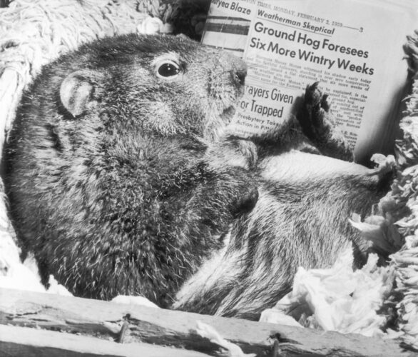 Groundhog Day's biggest star is Phil, but the holiday's deep roots extend well beyond Punxsutawney | News, Sports, Jobs - Vimarsana News