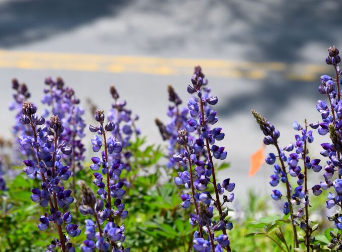 Edge habitats along roads, power lines may be key to conserving rare plants | News, Sports, Jobs - Vimarsana News