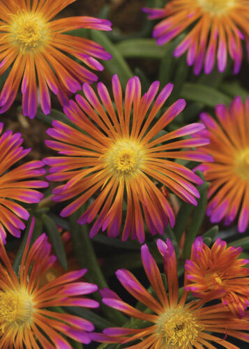 Just-introduced annuals, perennials add something new to gardens | News, Sports, Jobs - Vimarsana News
